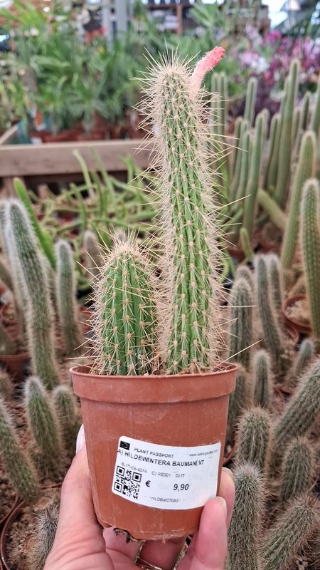 Hildewintera baumannii - cactus coda d'oro - vaso Ø8 cm Hildewintera baumannii - cactus coda d'oro - vaso Ø8 cm