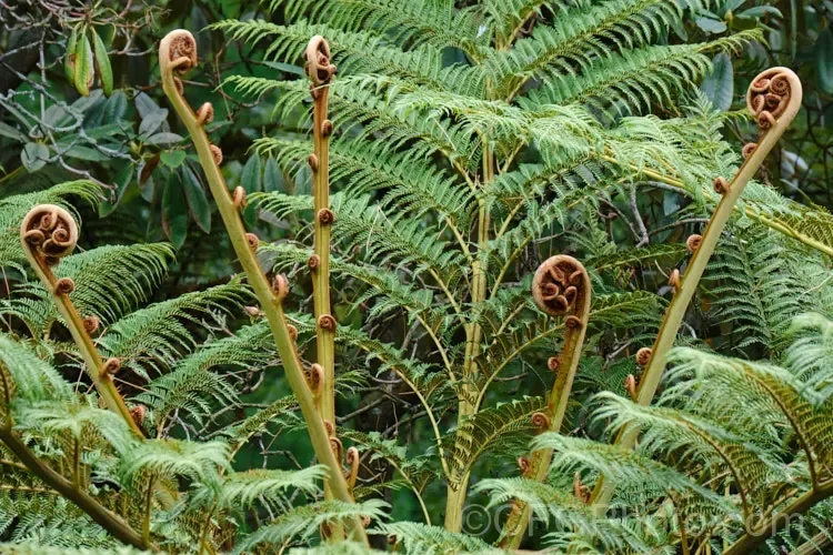 Ciatea, Cyathea tomentosissima 'Highland Lace' - vaso Ø14 cm Ciatea, Cyathea tomentosissima 'Highland Lace' - vaso Ø14 cm
