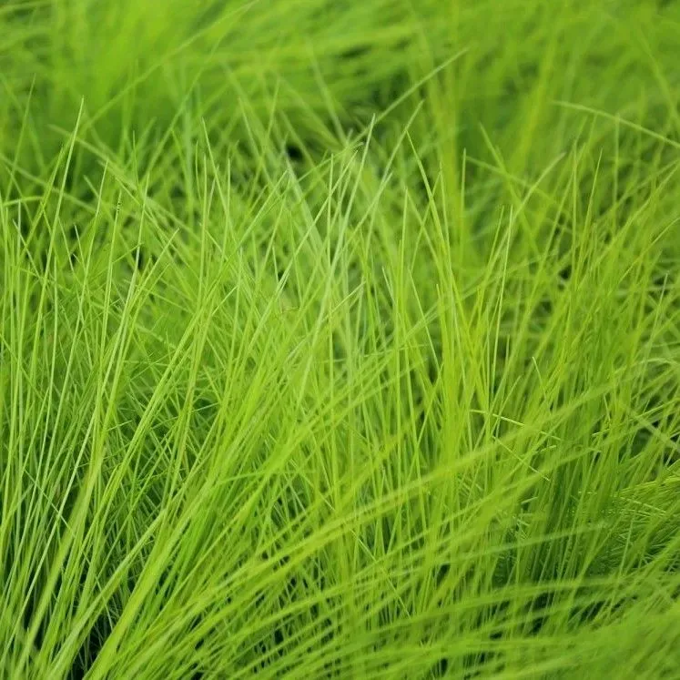Deschampsia flexuosa Amilime - vaso Ø17 cm Deschampsia flexuosa Amilime - vaso Ø17 cm
