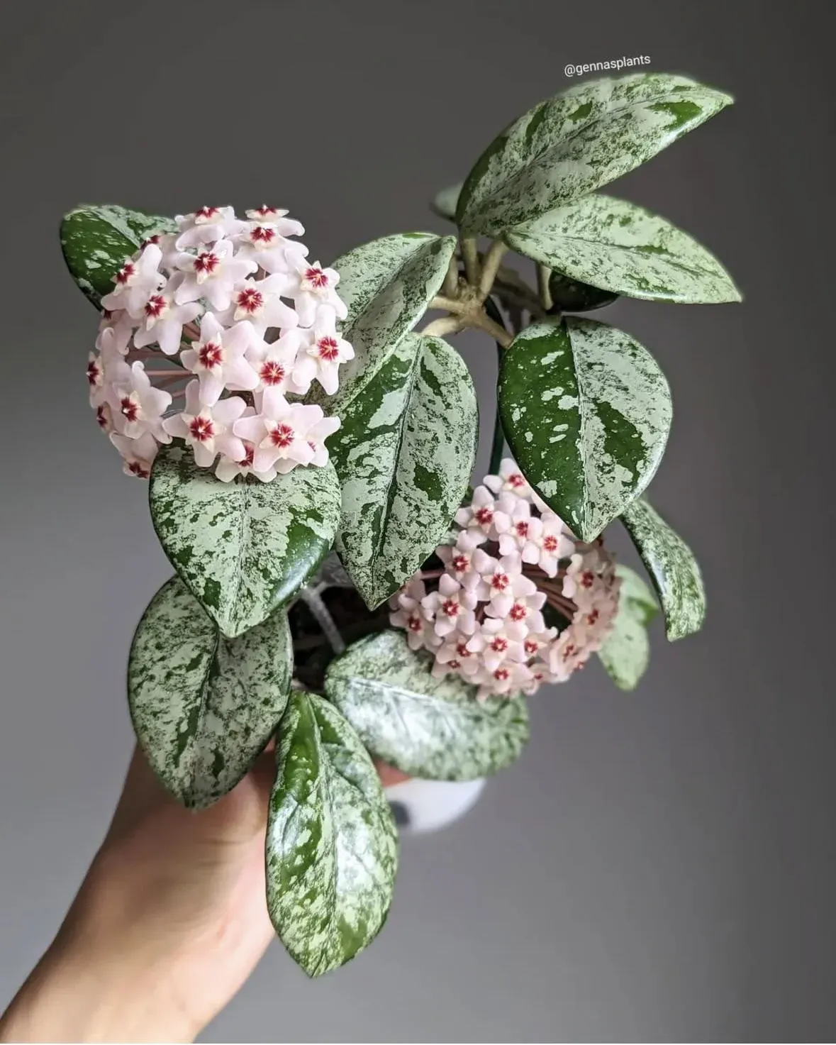 Hoya 'Wilbur Graves', Fiore di cera - vaso Ø6 cm Hoya 'Wilbur Graves', Fiore di cera - vaso Ø6 cm