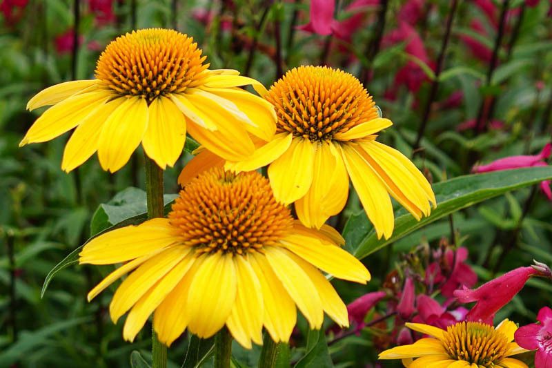 Echinacea purpurea 'Sombrero Lemon yellow' - vaso Ø19 cm Echinacea purpurea 'Sombrero Lemon yellow' - vaso Ø19 cm
