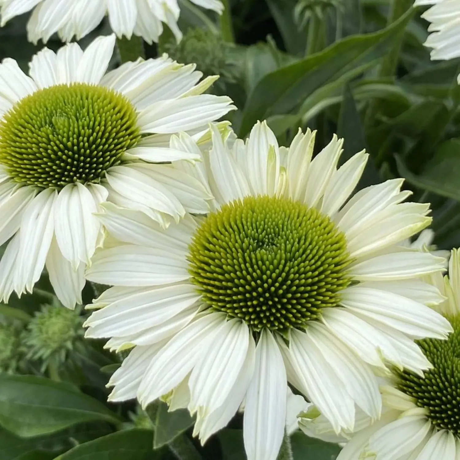 Echinacea purpurea 'Early white' - vaso Ø17 cm Echinacea purpurea 'Early white' - vaso Ø17 cm