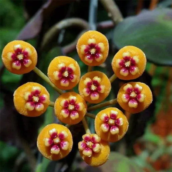 Hoya waymaniae kapuas, Fiore di cera - vaso Ø6 cm Hoya waymaniae kapuas, Fiore di cera - vaso Ø6 cm