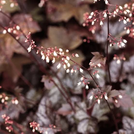 Heuchera 'Palace Purple' - vaso Ø13 cm Heuchera 'Palace Purple' - vaso Ø13 cm
