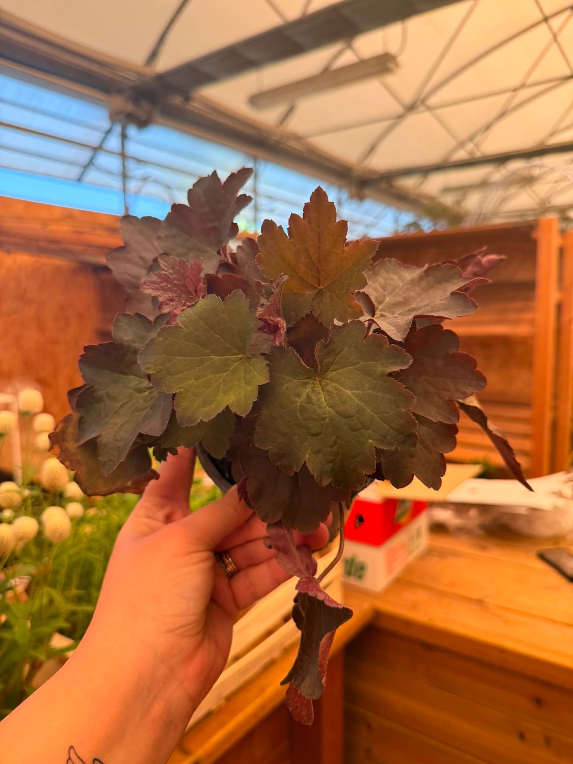 Heuchera 'Palace Purple' - vaso Ø13 cm Heuchera 'Palace Purple' - vaso Ø13 cm