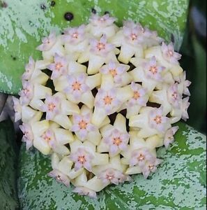 Hoya crassipetiolata 'Splash' - vaso Ø6 cm Hoya crassipetiolata 'Splash' - vaso Ø6 cm