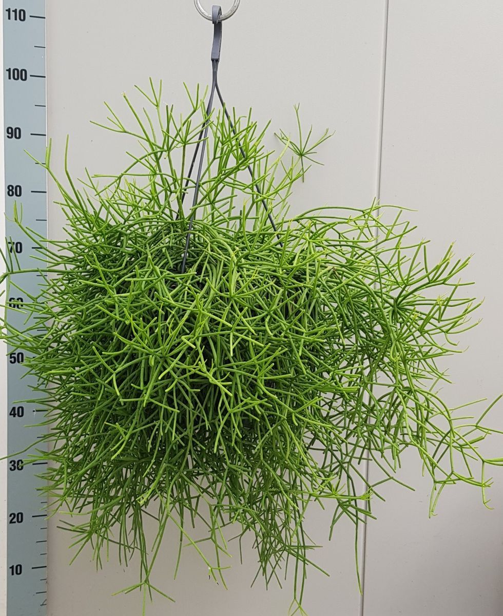 Rhipsalis Heteroclada - vaso Ø17 cm Rhipsalis Heteroclada - vaso Ø17 cm