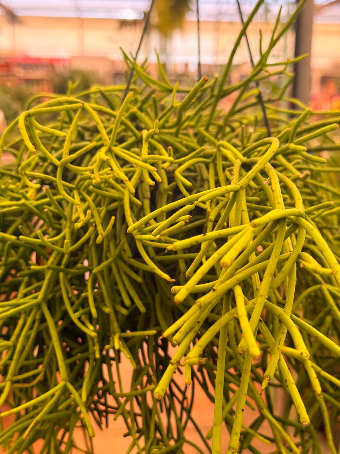 Rhipsalis Heteroclada- Cactus del vischio - vaso Ø17 cm Rhipsalis Heteroclada- Cactus del vischio - vaso Ø17 cm