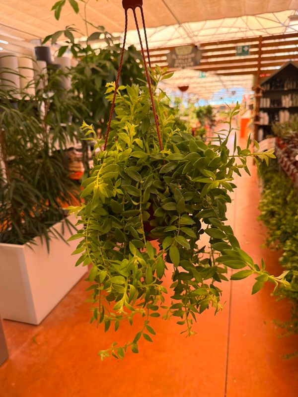 Aeschynanthus Twister, Eschinanto, pianta rossetto - basket Ø17 cm