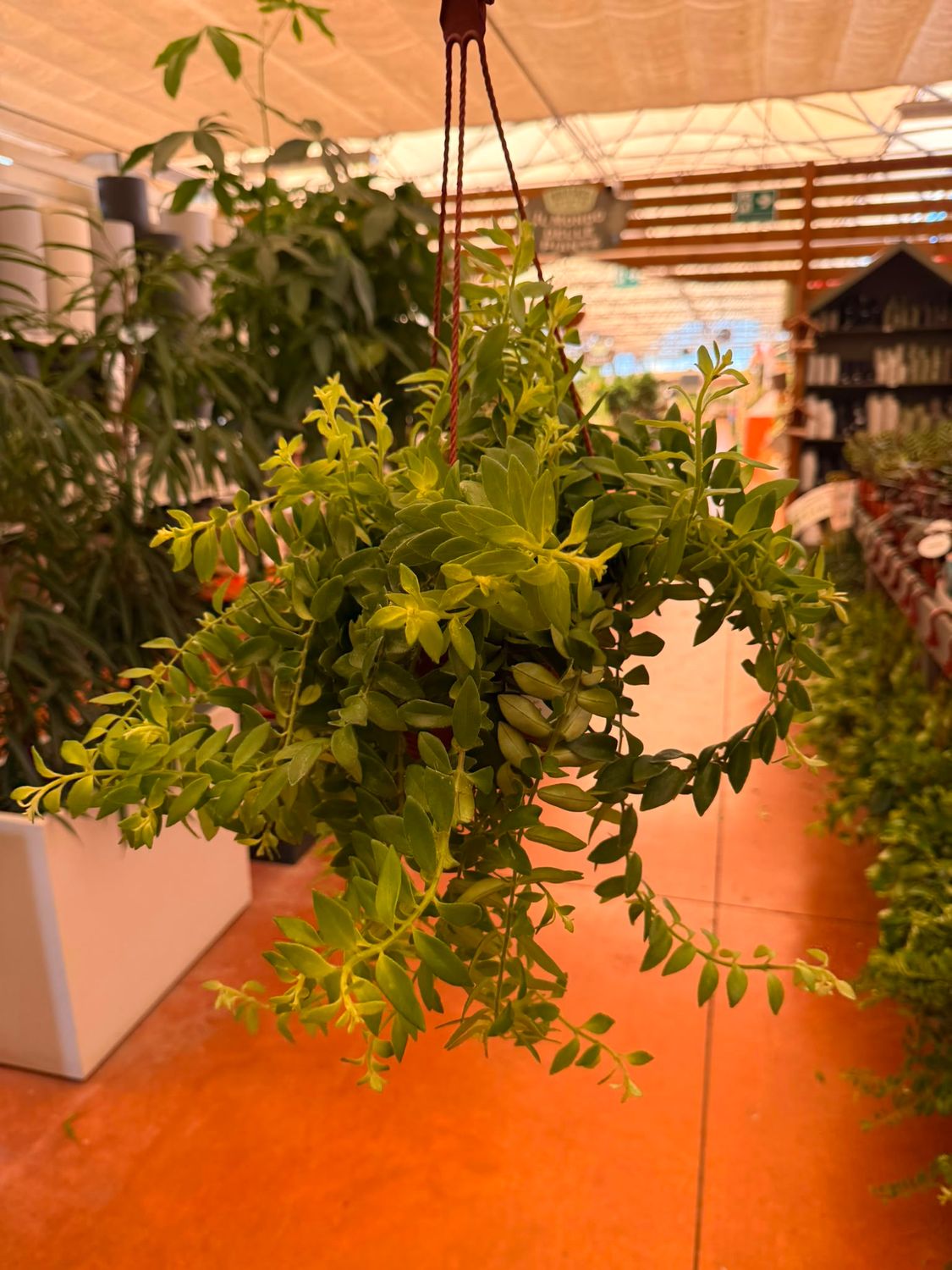 Aeschynanthus Twister, Eschinanto, pianta rossetto - basket Ø17 cm Aeschynanthus Twister, Eschinanto, pianta rossetto - basket Ø17 cm