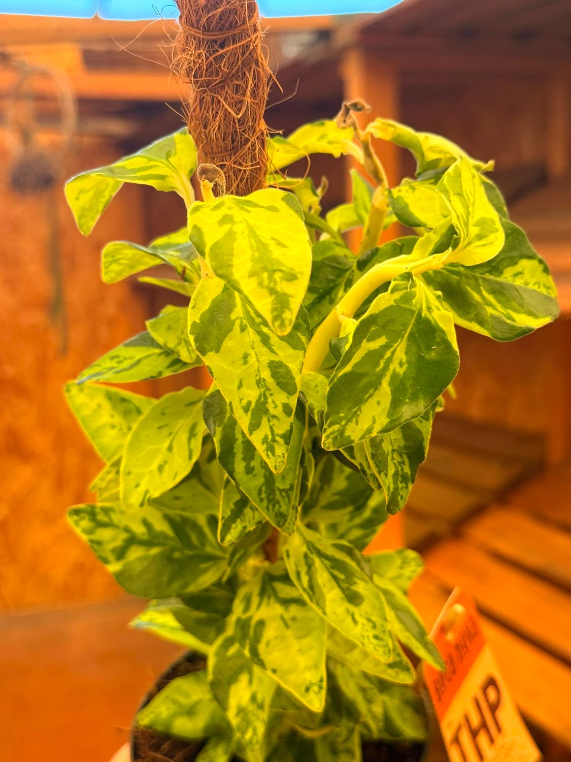 Pedilanthus tithymaloides variegata - vaso Ø13 cm Pedilanthus tithymaloides variegata - vaso Ø13 cm