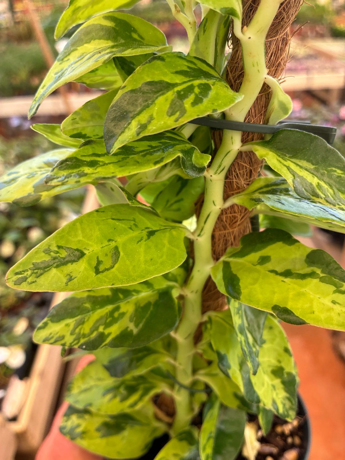 Pedilanthus tithymaloides variegata - vaso Ø13 cm Pedilanthus tithymaloides variegata - vaso Ø13 cm