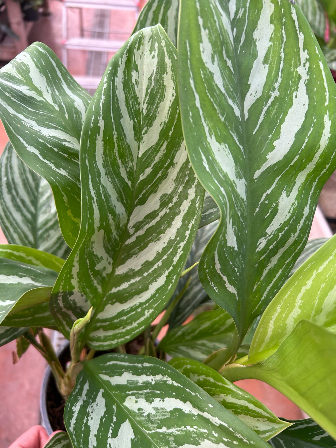 Aglaonema commutatum 'Stripes' - vaso Ø14 cm 2 Aglaonema commutatum 'Stripes' - vaso Ø14 cm 2