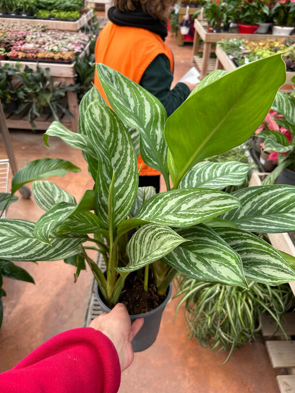 Aglaonema commutatum 'Stripes' - vaso Ø14 cm 2
