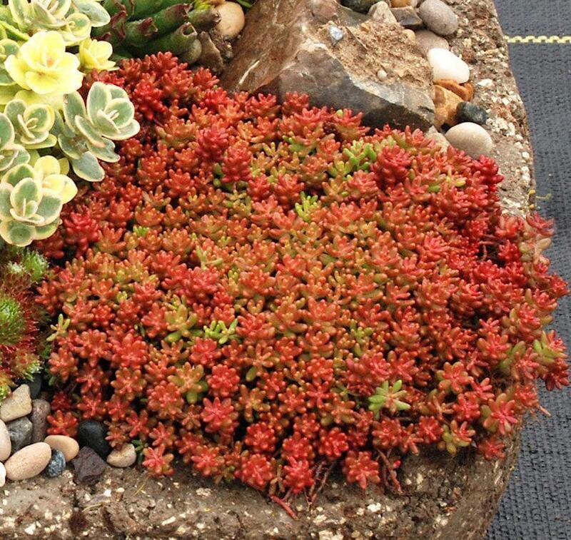 Sedum album 'Coral Carpet' - vaso Ø8 cm