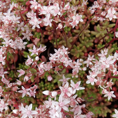 Sedum album 'Coral Carpet' - vaso Ø8 cm Sedum album 'Coral Carpet' - vaso Ø8 cm