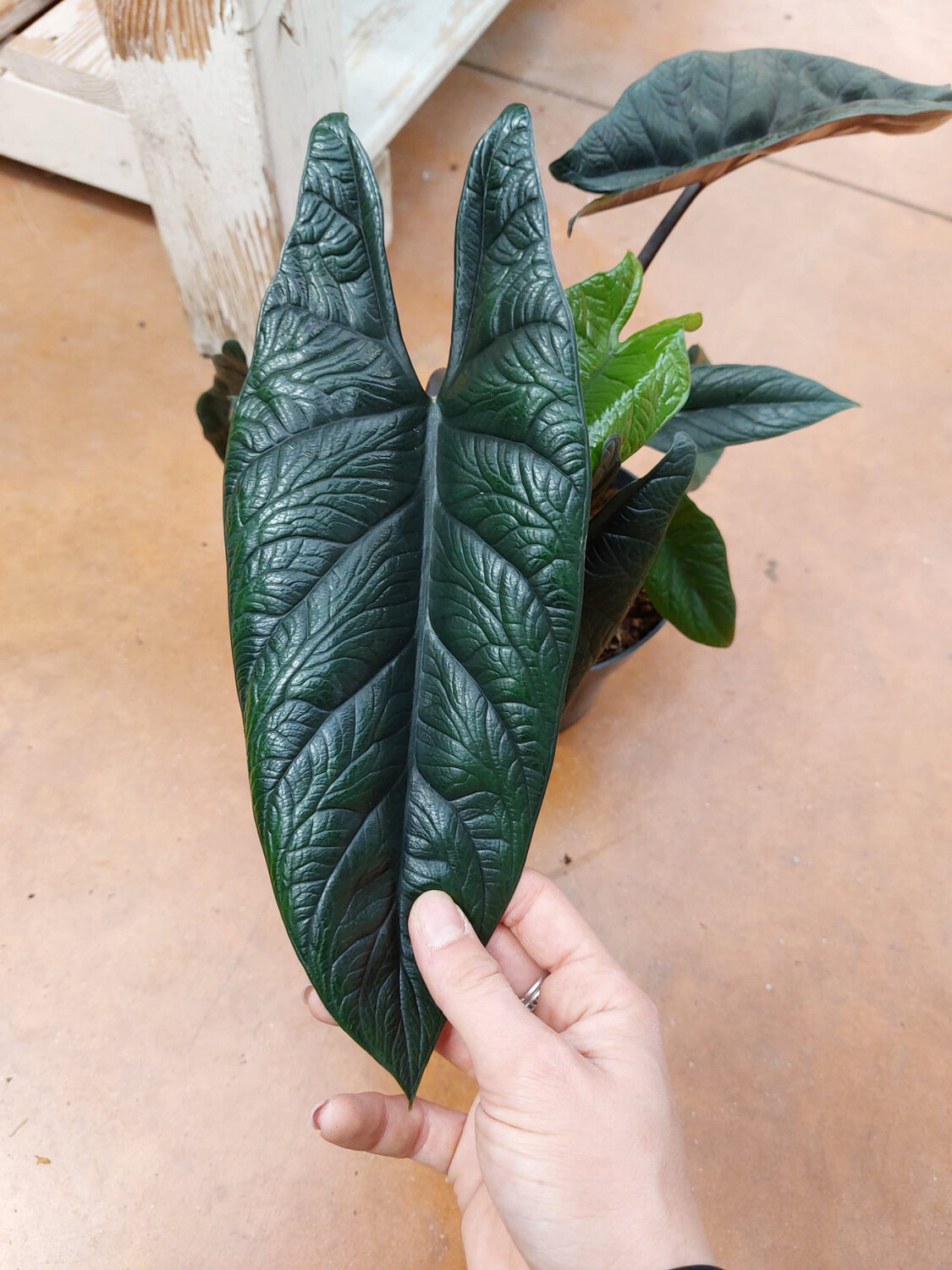 Alocasia Scalprum - vaso Ø6 cm