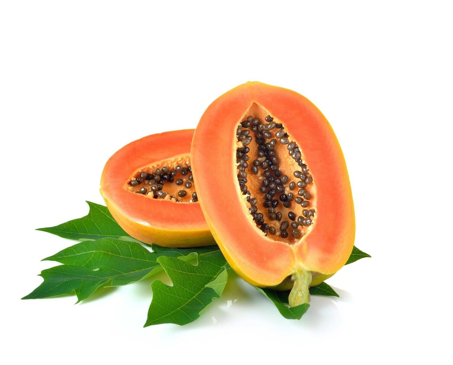 Carica papaya, Papaya - vaso Ø14 cm