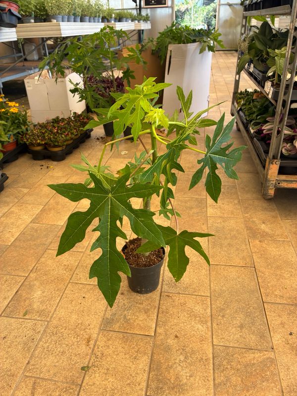 Carica papaya, Papaya - vaso Ø14 cm Carica papaya, Papaya - vaso Ø14 cm