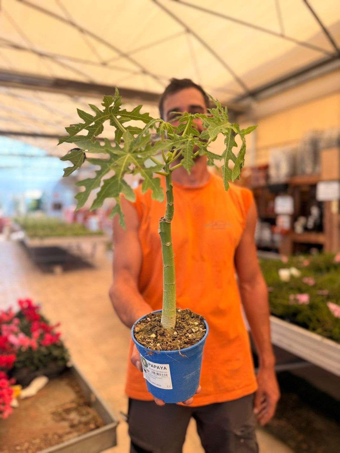 Carica papaya, Papaya - vaso Ø14 cm Carica papaya, Papaya - vaso Ø14 cm