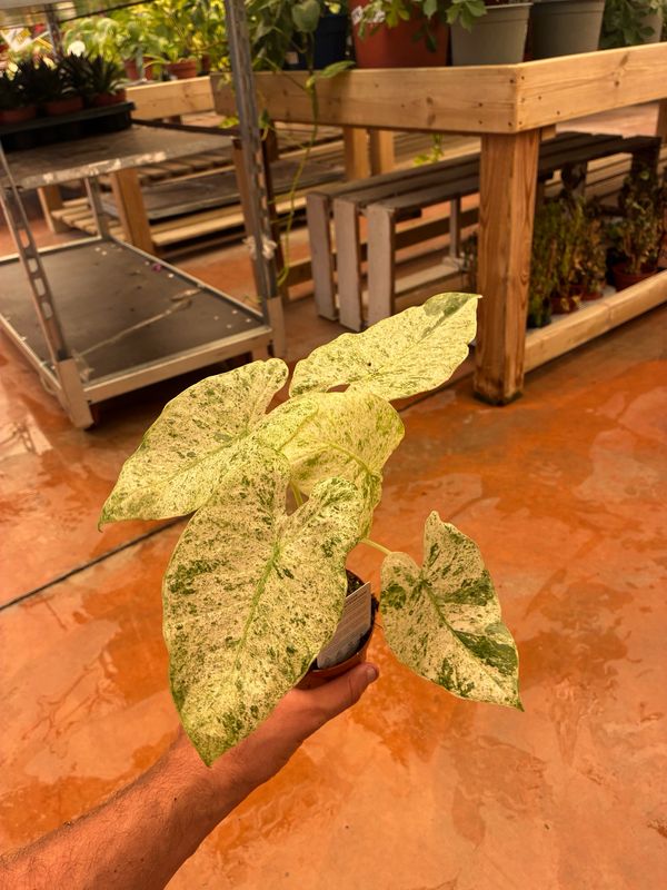 Alocasia macrorrhizos Camouflage - vaso Ø9 cm