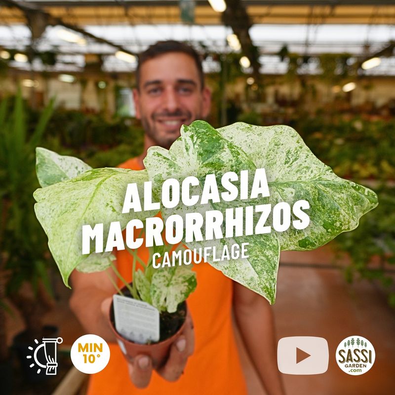 Alocasia macrorrhizos Camouflage - vaso Ø9 cm