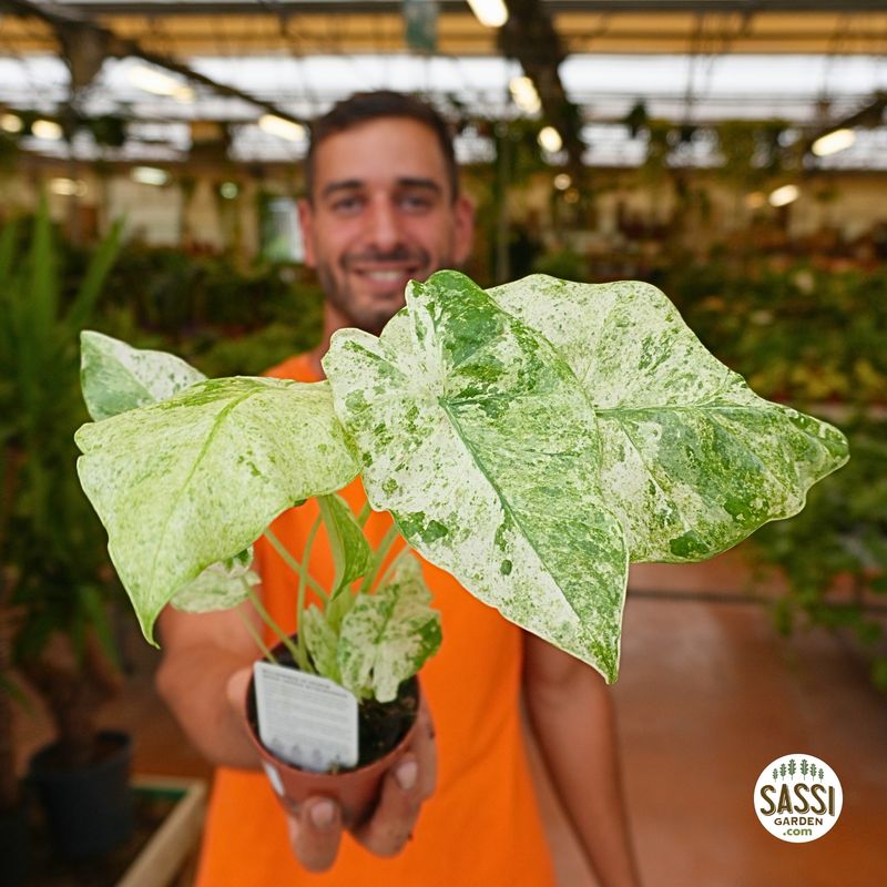 Alocasia macrorrhizos Camouflage - vaso Ø9 cm