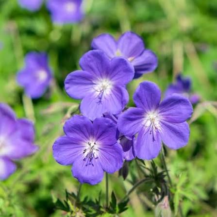 Geranium ‘Bloom Me Away’ - geranio rustico , geranio perenne - vaso Ø19 cm Geranium ‘Bloom Me Away’ - geranio rustico , geranio perenne - vaso Ø19 cm