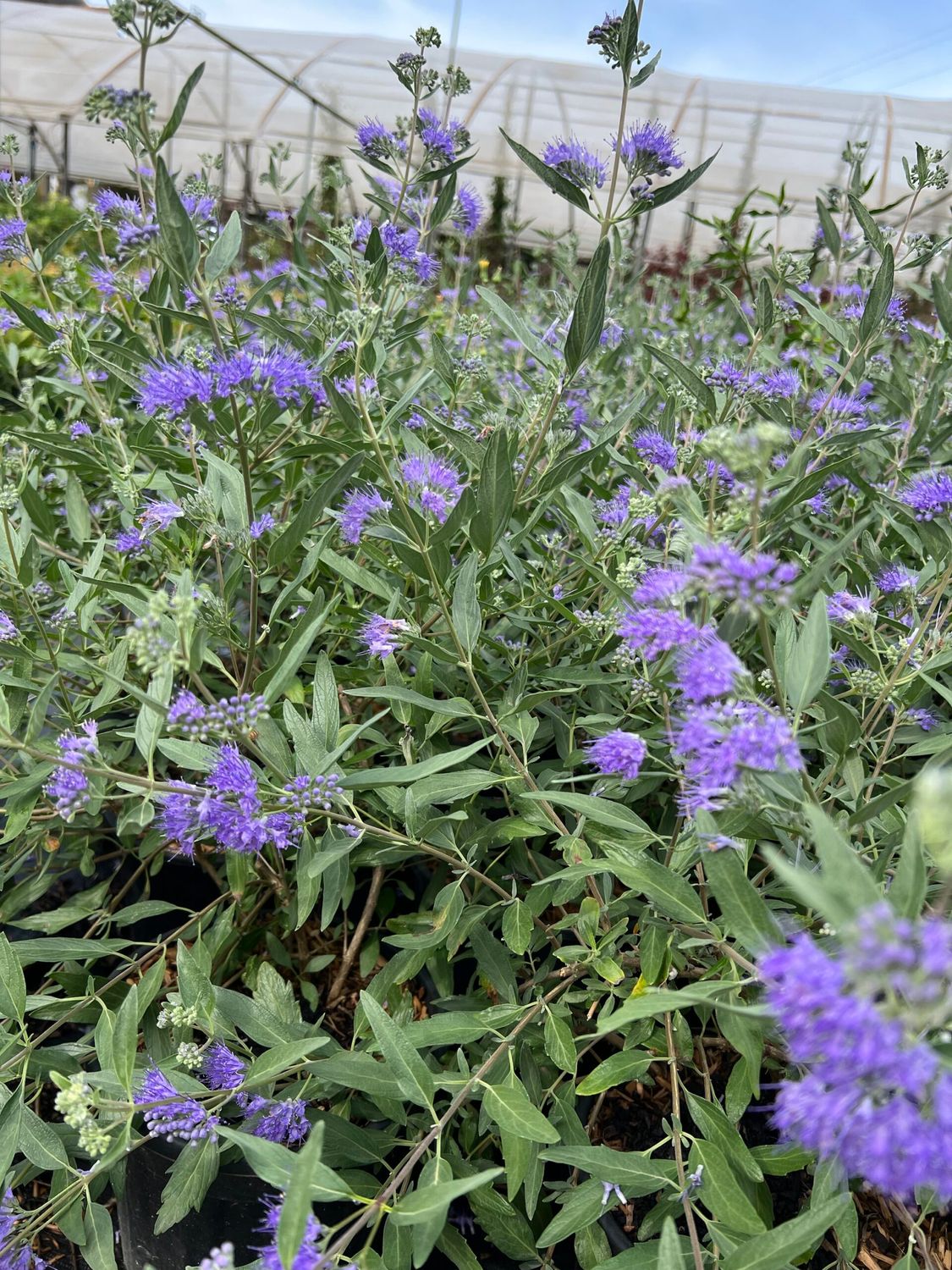 Caryopteris × clandonensis 'Heavenly Blue' - vaso Ø18 cm scd Caryopteris × clandonensis 'Heavenly Blue' - vaso Ø18 cm scd