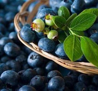 Mirtillo gigante americano  ‘ Bluejay ’ - Vaccinium corymbosum 'Bluejay' - vaso 18 SCD