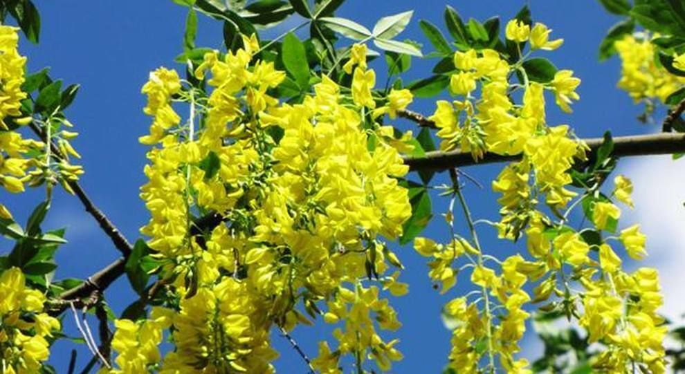 Maggiociondolo, Laburnum anagyroides - vaso Ø19 cm, h 70 cm Maggiociondolo, Laburnum anagyroides - vaso Ø19 cm, h 70 cm