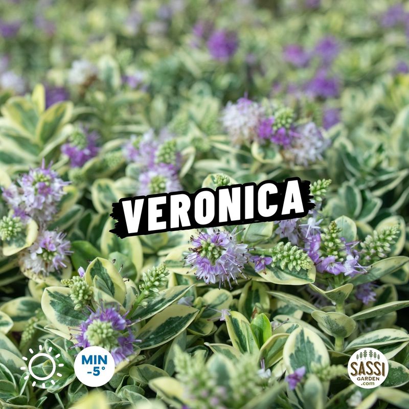 Hebe Andersonii Veronica variegata - vaso Ø23 cm Hebe Andersonii Veronica variegata - vaso Ø23 cm