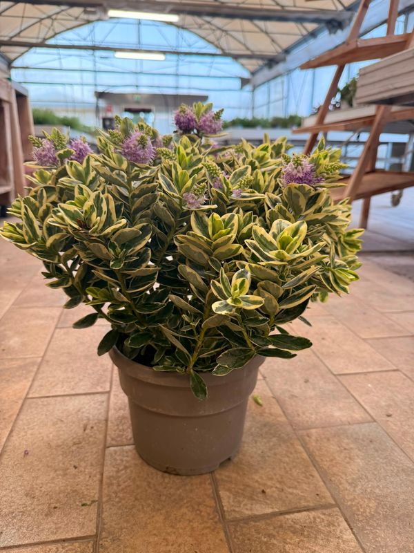 Hebe Andersonii Veronica variegata - vaso Ø23 cm