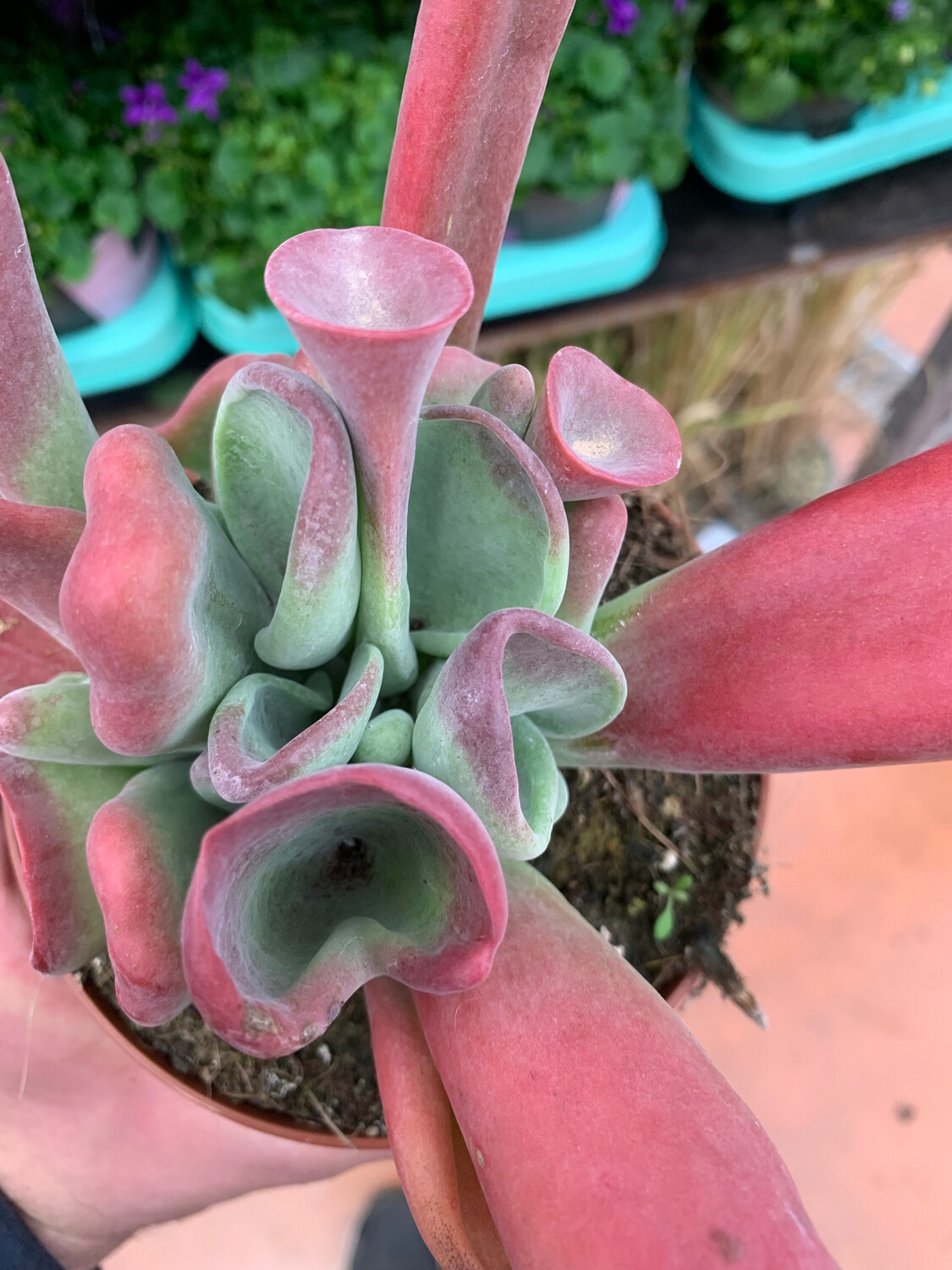 Kalanchoe luciae 'Oricula' - vaso Ø8.5 cm Kalanchoe luciae 'Oricula' - vaso Ø8.5 cm