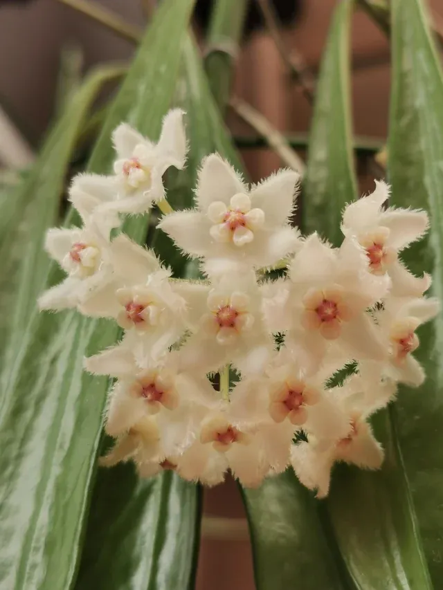 Hoya longifolia - vaso Ø9 cm Hoya longifolia - vaso Ø9 cm