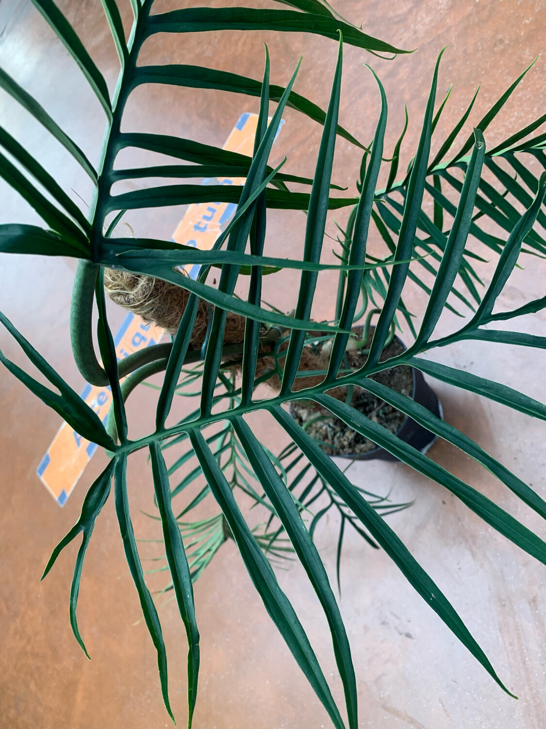 Philodendron Tortum, Filodendro - vaso Ø6 cm Philodendron Tortum, Filodendro - vaso Ø6 cm