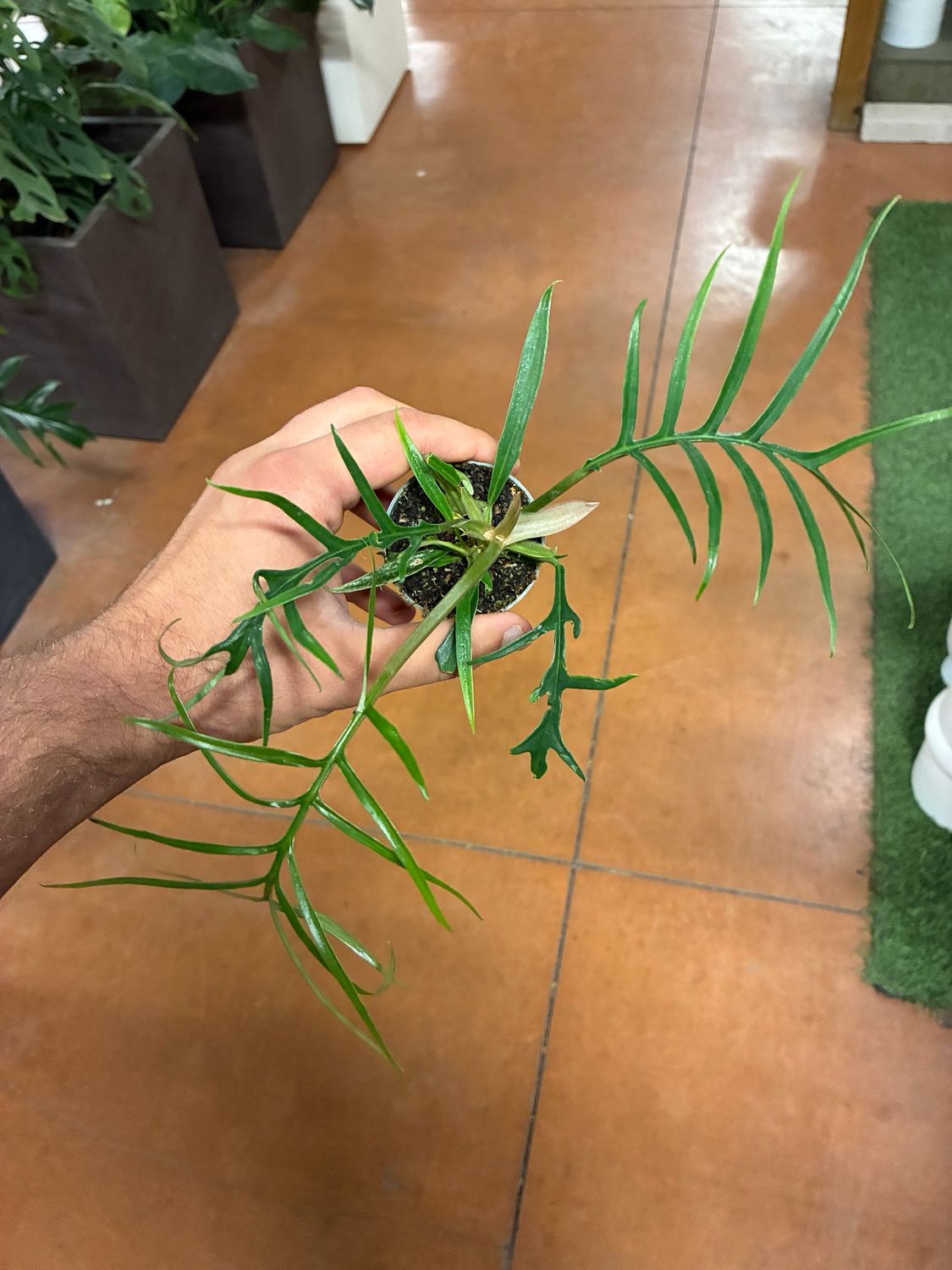 Philodendron Tortum, Filodendro - vaso Ø6 cm Philodendron Tortum, Filodendro - vaso Ø6 cm