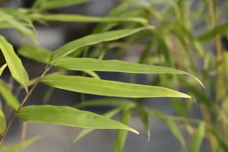 Fargesia Robusta, Bamboo, Bambù nano - vaso Ø20 cm Fargesia Robusta, Bamboo, Bambù nano - vaso Ø20 cm