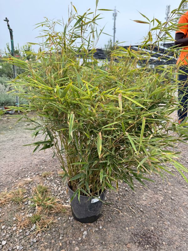 Fargesia Robusta, Bamboo, Bambù nano - vaso Ø20 cm