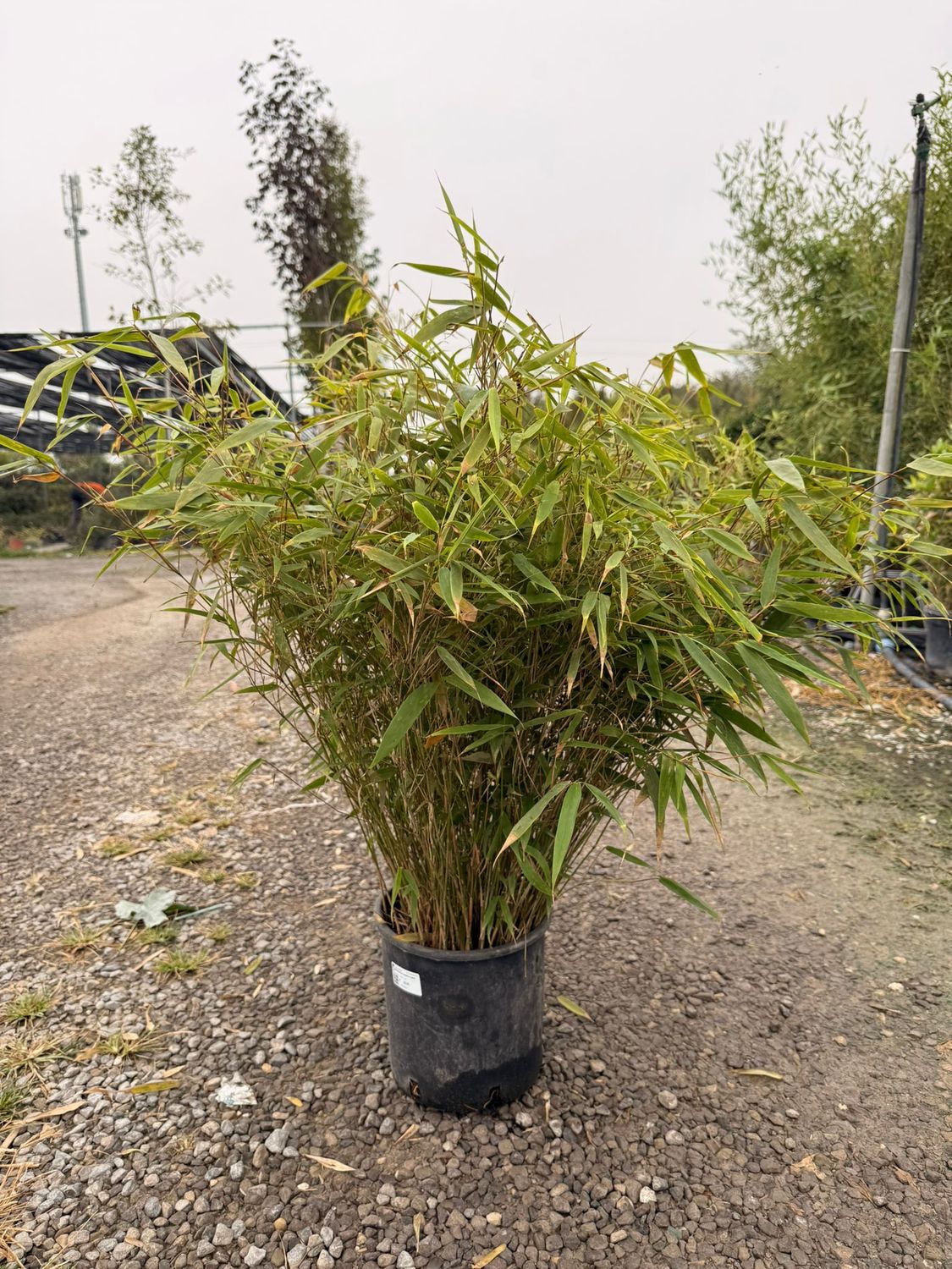 Fargesia Rufa, Bamboo, Bambù nano - vaso Ø20 cm Fargesia Rufa, Bamboo, Bambù nano - vaso Ø20 cm