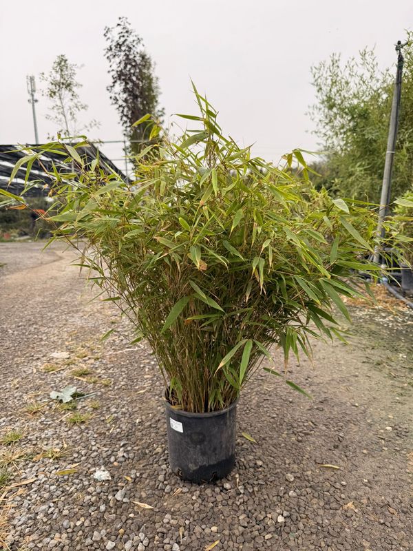 Fargesia Rufa, Bamboo, Bambù nano - vaso Ø20 cm