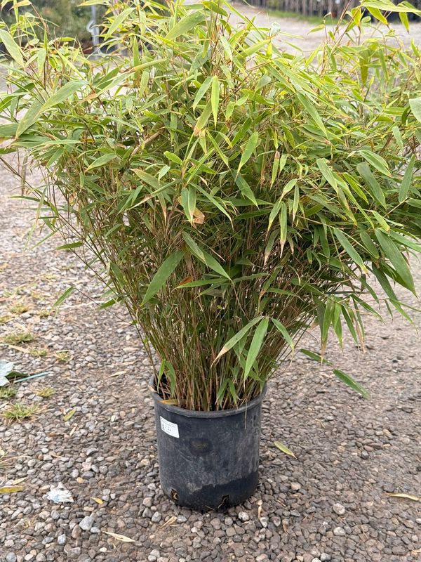 Fargesia Rufa, Bamboo, Bambù nano - vaso Ø20 cm