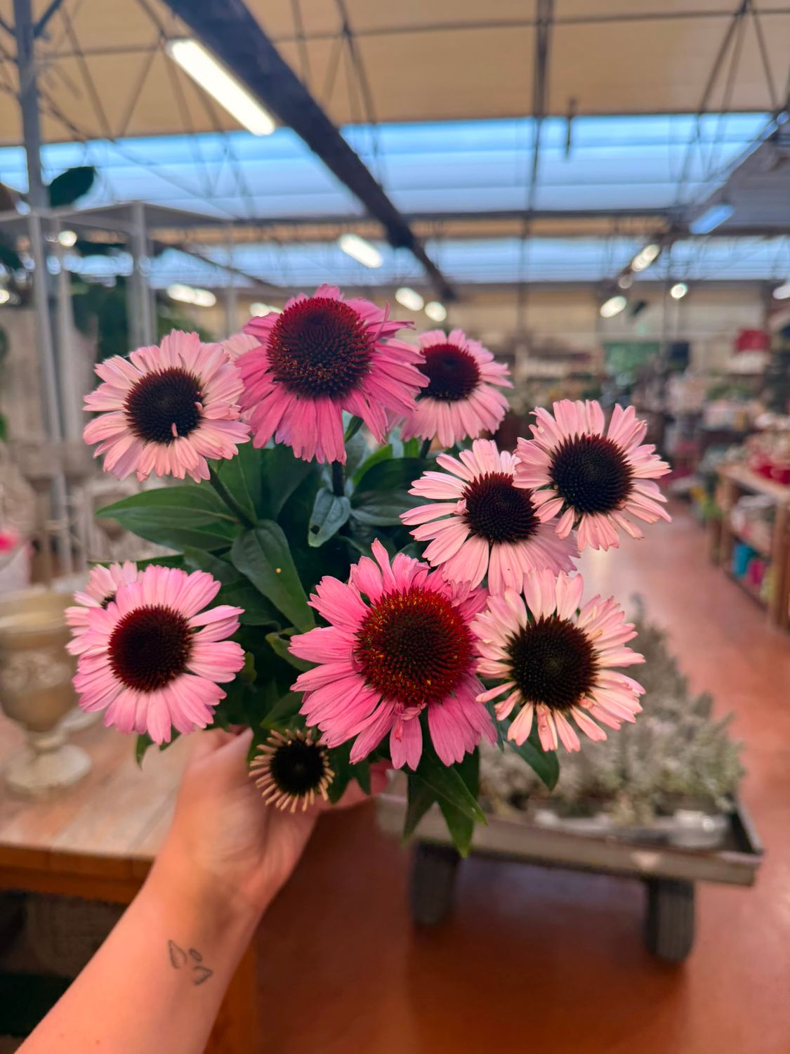 Echinacea purpurea 'Sombrero Baja Burgundy rosa' - vaso Ø17 cm Echinacea purpurea 'Sombrero Baja Burgundy rosa' - vaso Ø17 cm