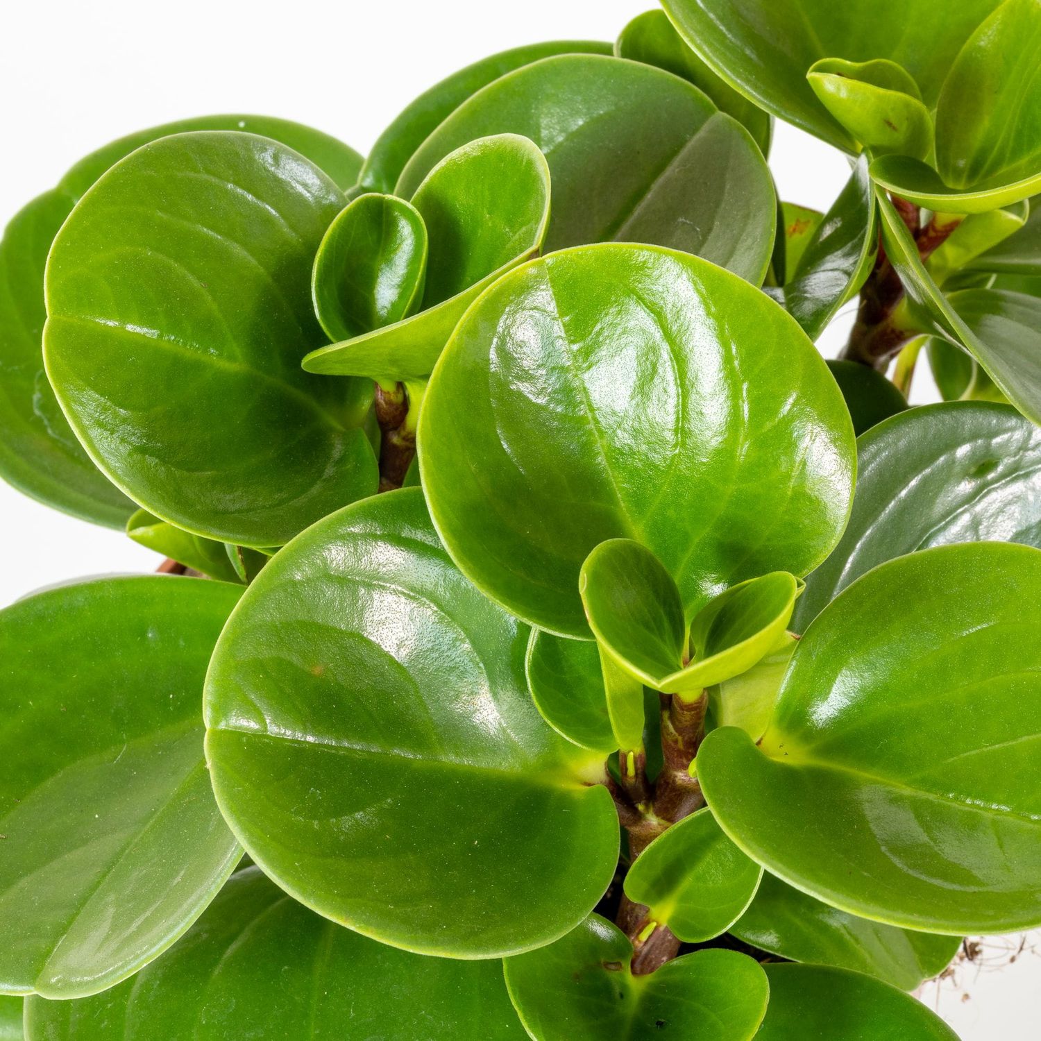 Peperomia obtusifolia 'Green Globe' - vaso Ø15cm