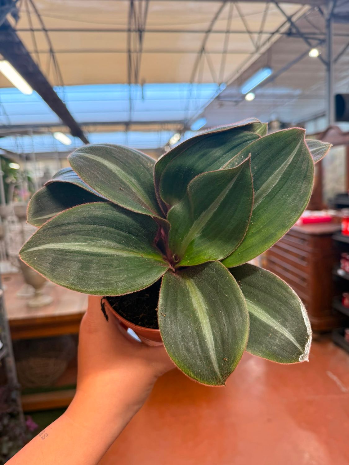 Tradescanthia 'Siderasis Fuscata', Erba miseria - vaso Ø12 cm