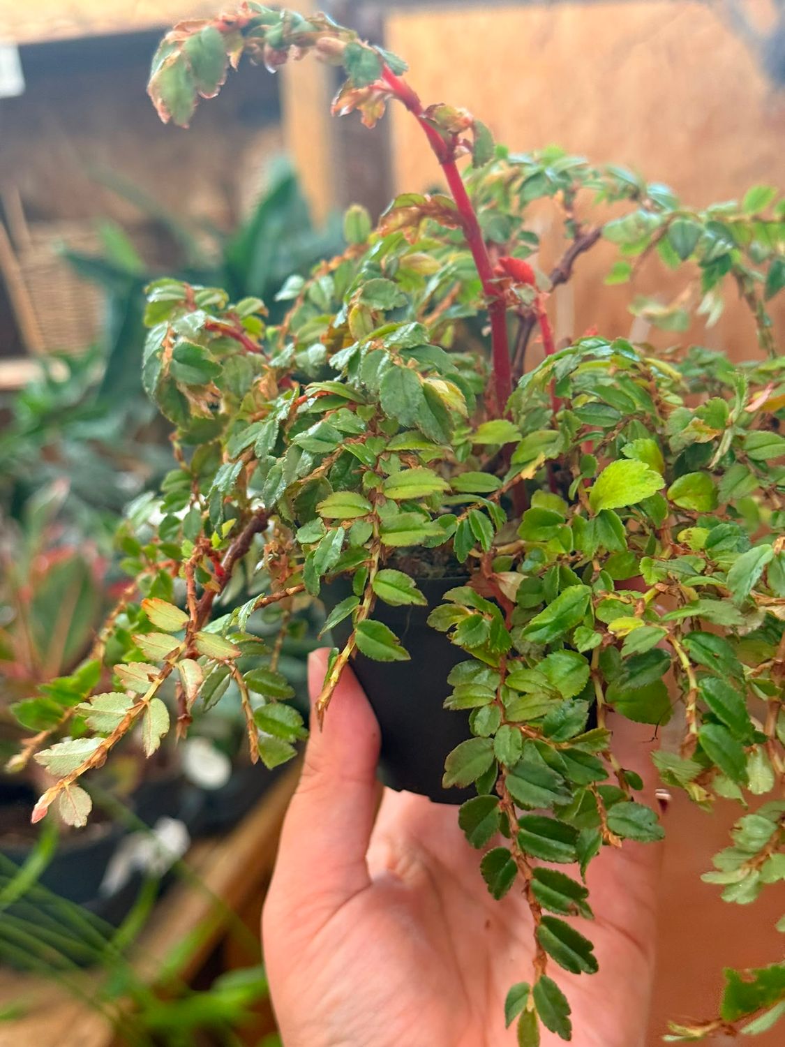 Begonia Foliosa Miniata - vaso Ø8 cm