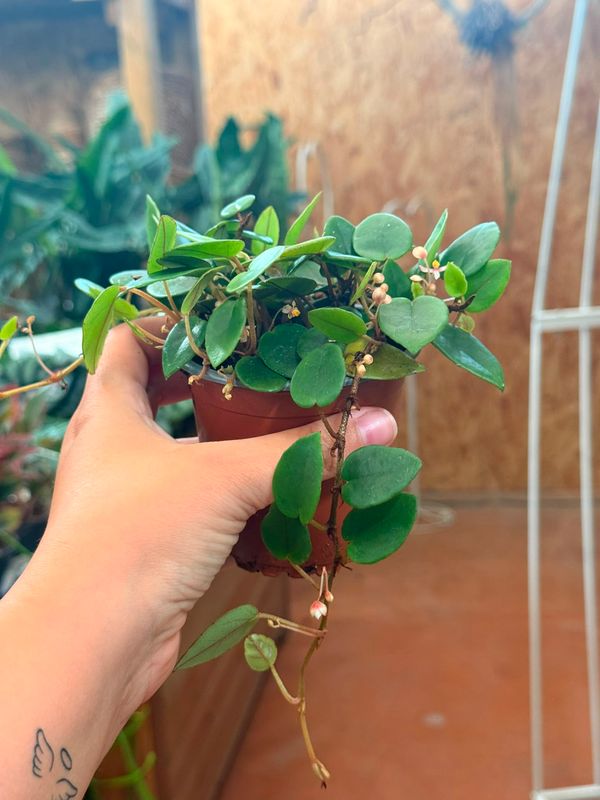 Begonia Schulzei - vaso Ø9 cm