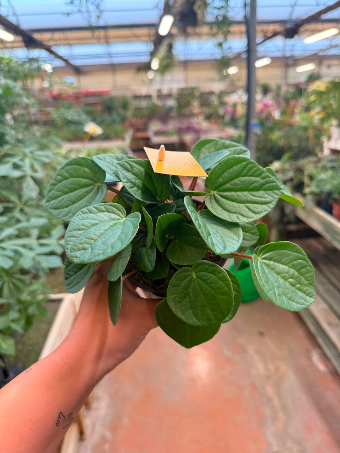 Peperomia Albovittata 'Rana Verde' - vaso Ø10 cm