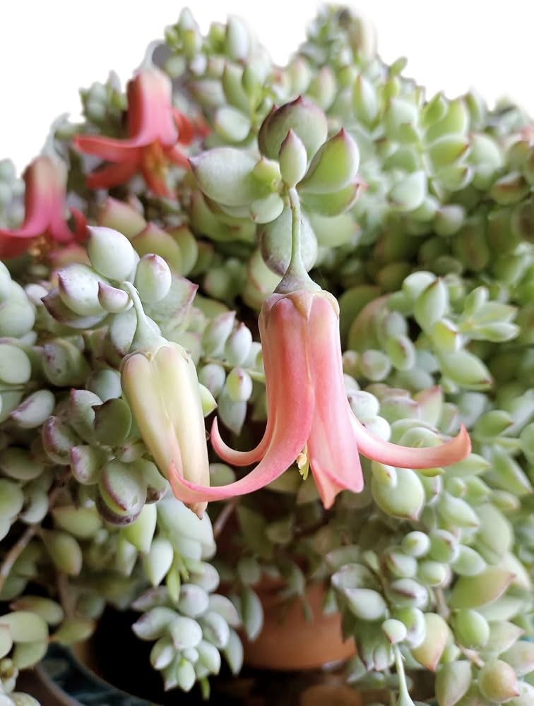 Cotyledon pendens, Senecio Pendens, Cotiledone - vaso Ø12 cm