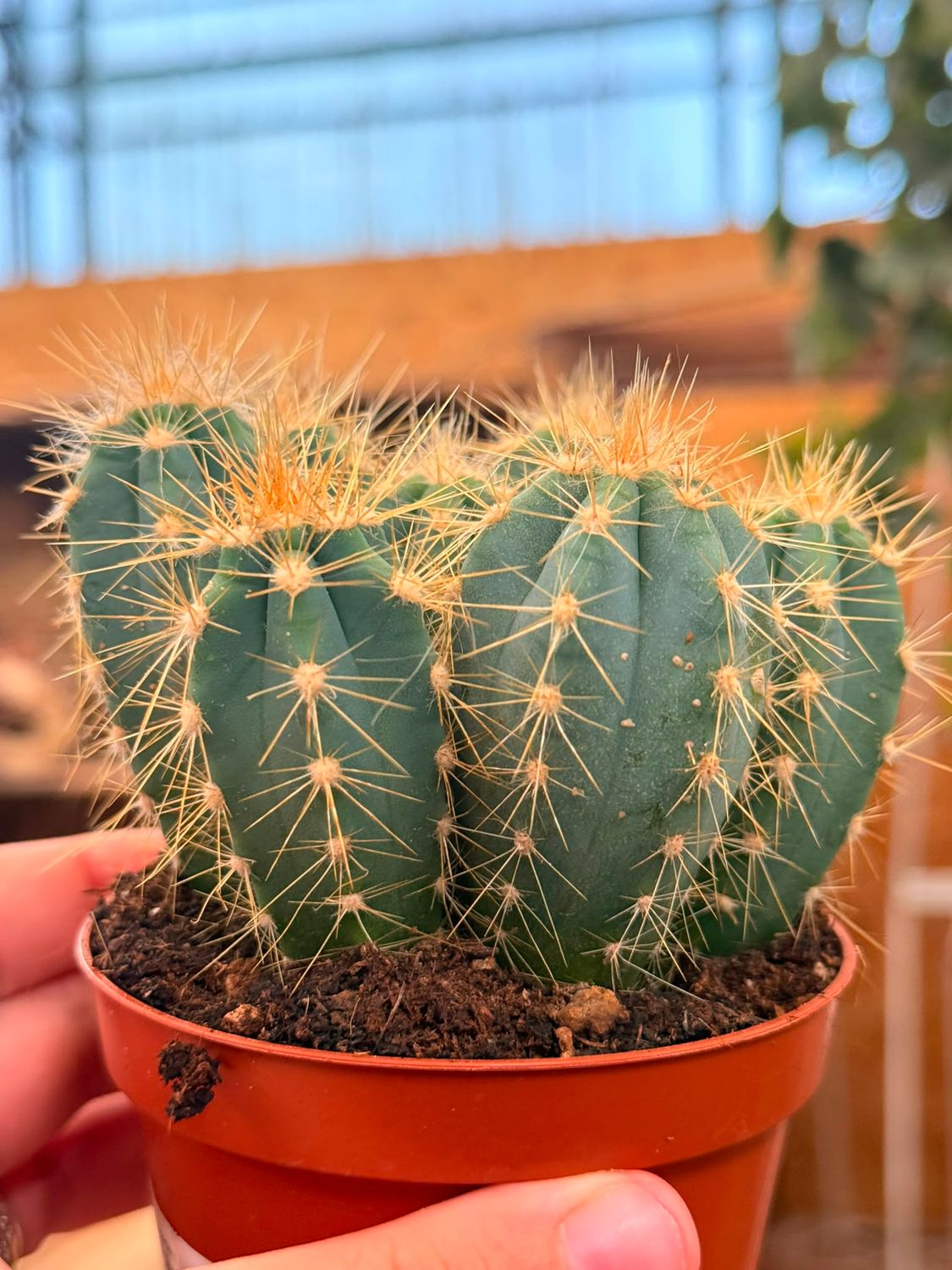 Pilosocereus azureus - vaso Ø8 cm